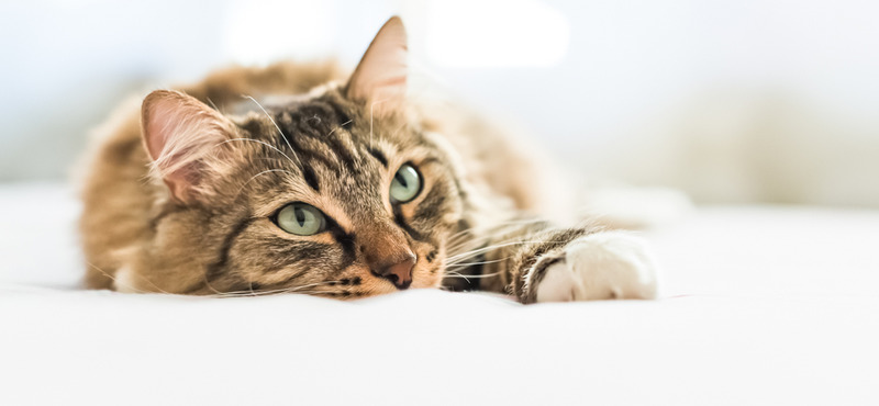 Иммунитет кошек: поддержание и повышение