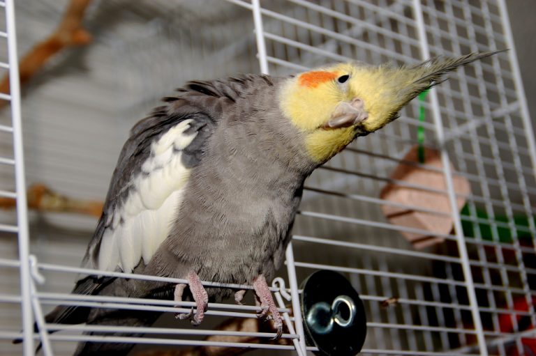 cockatiel-4-768x511.jpg