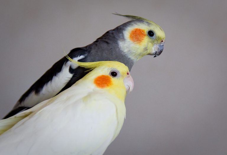 cockatiel-12-768x524.jpg