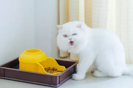 Почему кошка закапывает миску?